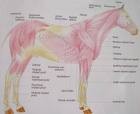 /album/anatomie/hh-jpg1/