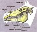 /album/anatomie/hjjz-j-jpg1/