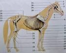 /album/anatomie/llk-jpg1/