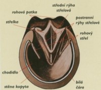/album/anatomie/kopito-jpg1/