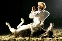 /album/fotogalerie-apassionata-2008/donkey-jpg/