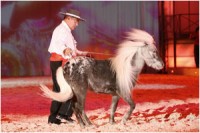 /album/fotogalerie-apassionata-2008/lady-rumba-jpg/